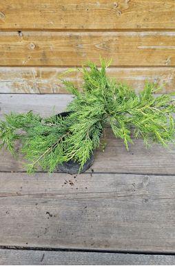 Можжевельник средний Голд Кост (Gold coast)