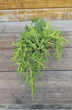 Можжевельник средний Голд Кост (Gold coast)