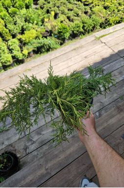 Можжевельник средний Голд Кост (Gold coast)