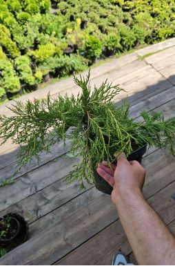 Можжевельник средний Голд Кост (Gold coast)