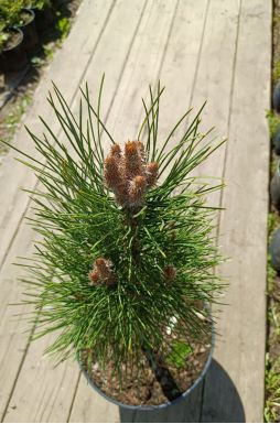 Сосна черная Грин Тауэр (Green tower)