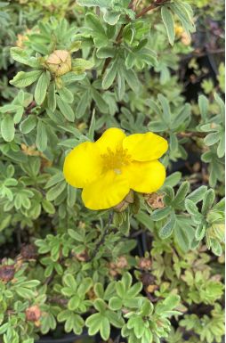 Лапчатка кустарниковая Элизабет (Elizabeth)