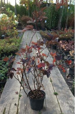 Пузыреплодник калинолистный Диабло (Diabolo)