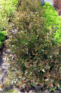 Пузыреплодник калинолистный Ред Барон (Red Baron)