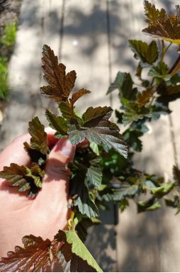 Пузыреплодник калинолистный Ред Барон (Red Baron)