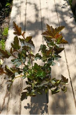 Пузыреплодник калинолистный Ред Барон (Red Baron)