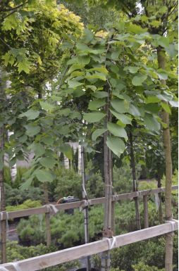 Вяз шершавый Кампердоуни (Camperdownii)