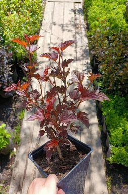 Пузыреплодник калинолистный Диабло д'Ор Миндиа (Diable d'Or Mindia)