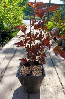 Пузыреплодник калинолистный Диабло д'Ор Миндиа (Diable d'Or Mindia)