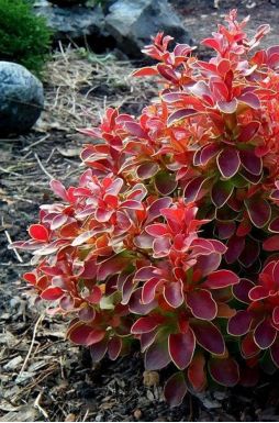 Барбарис тунберга Адмирейшн (Admiration)