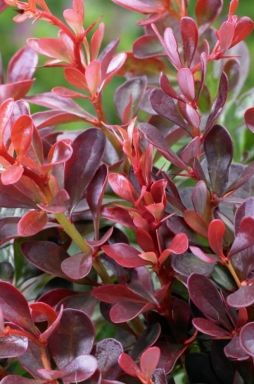 Барбарис тунберга Адмирейшн (Admiration)