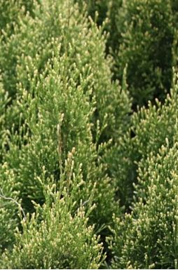 Туя смарагд Витбонт (Wintbont)