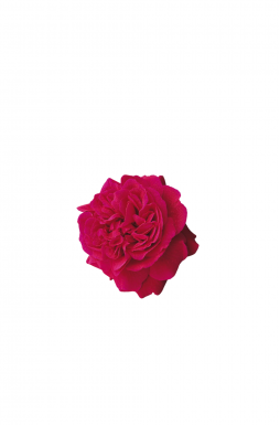 Роза английская Тесс (Tess)