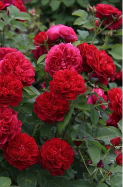 Роза английская Тесс (Tess)