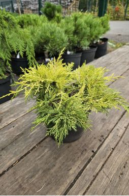 Можжевельник средний Голден Джой (Golden Joy)