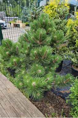 Сосна черная Нана (Nana)