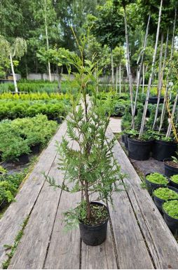 Туя западная Малониана (Malonyana)