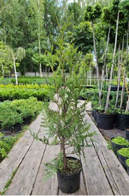 Туя западная Малониана (Malonyana)