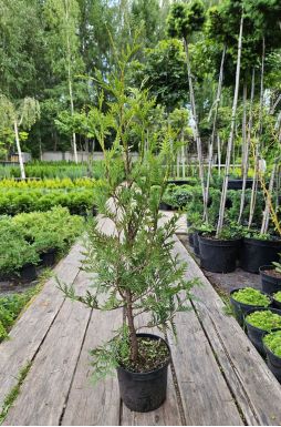 Туя западная Малониана (Malonyana)