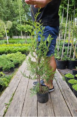 Туя западная Малониана (Malonyana)